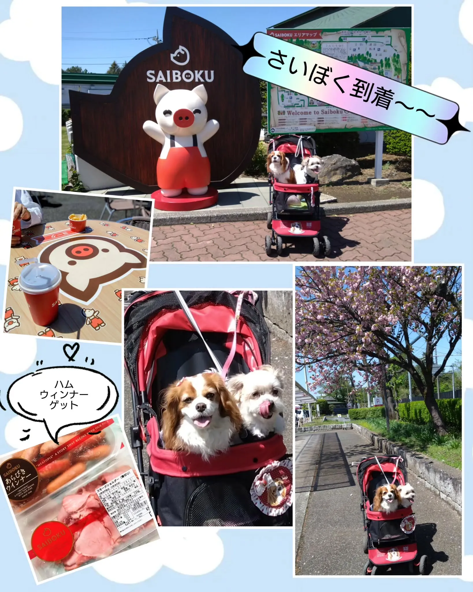 昨日、ワンコ友達と、リンちゃんソラ君とでお出掛けして来ました...