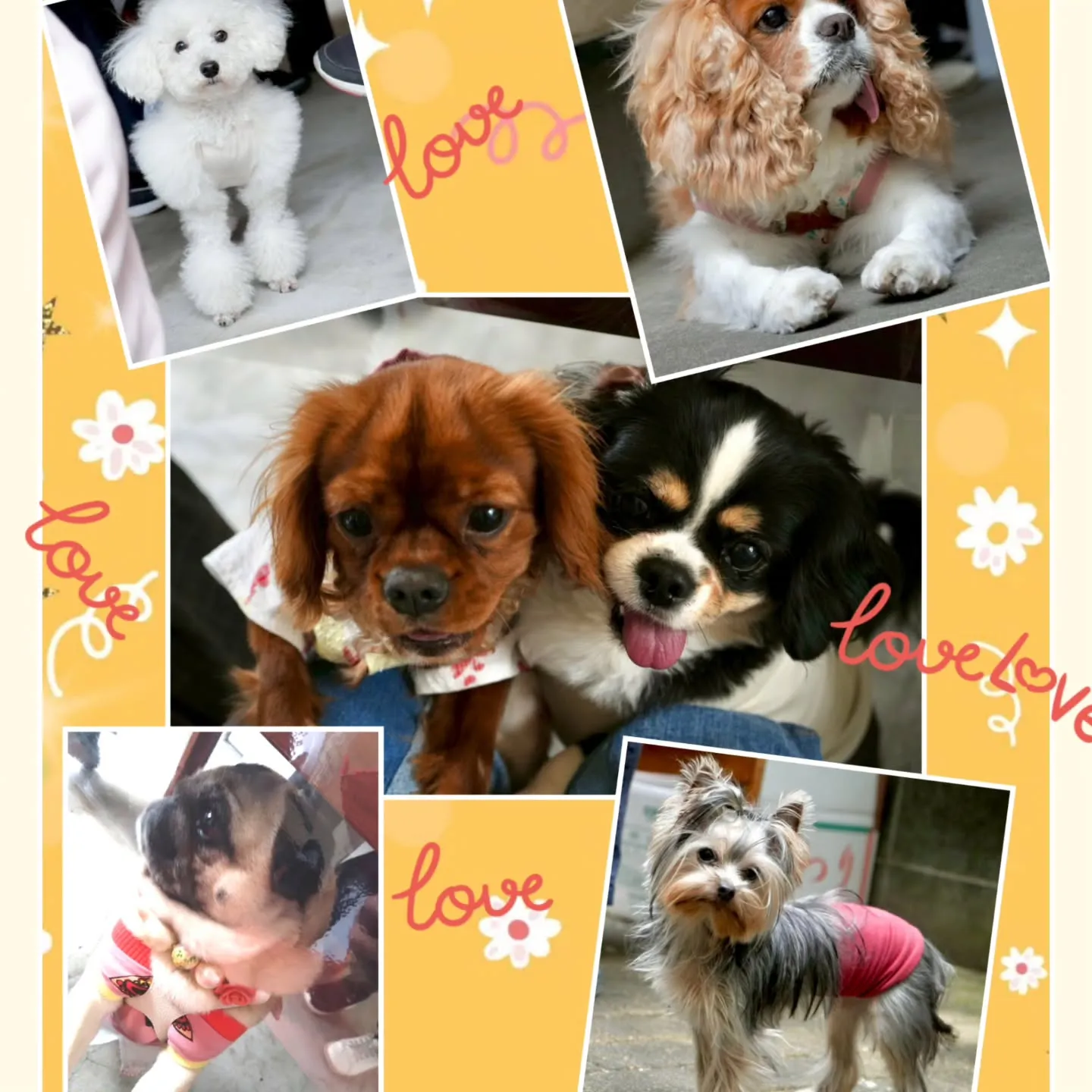 昨日はロビピノベルちゃんの家で開かれたBBQパーティーにお邪...