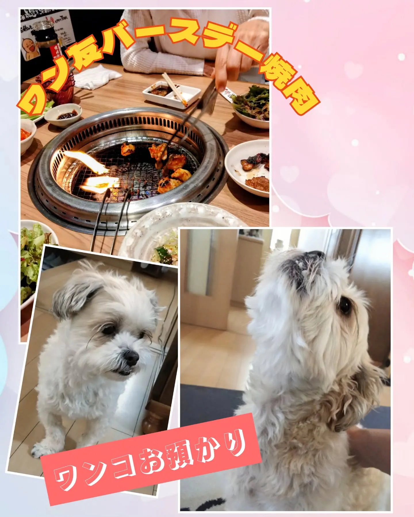土曜日💕ワン友、リンちゃんママのお誕生日月、お祝いランチに焼...