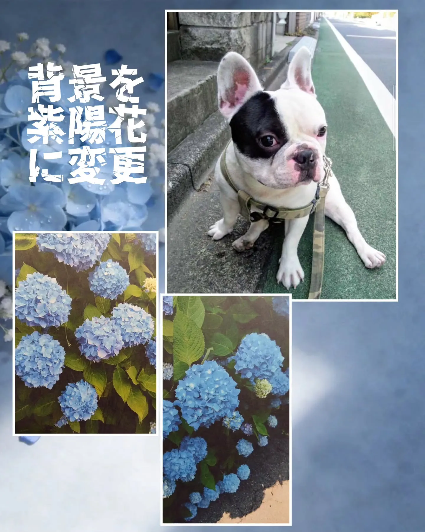 今日はペット画レッスンでした〜✏️