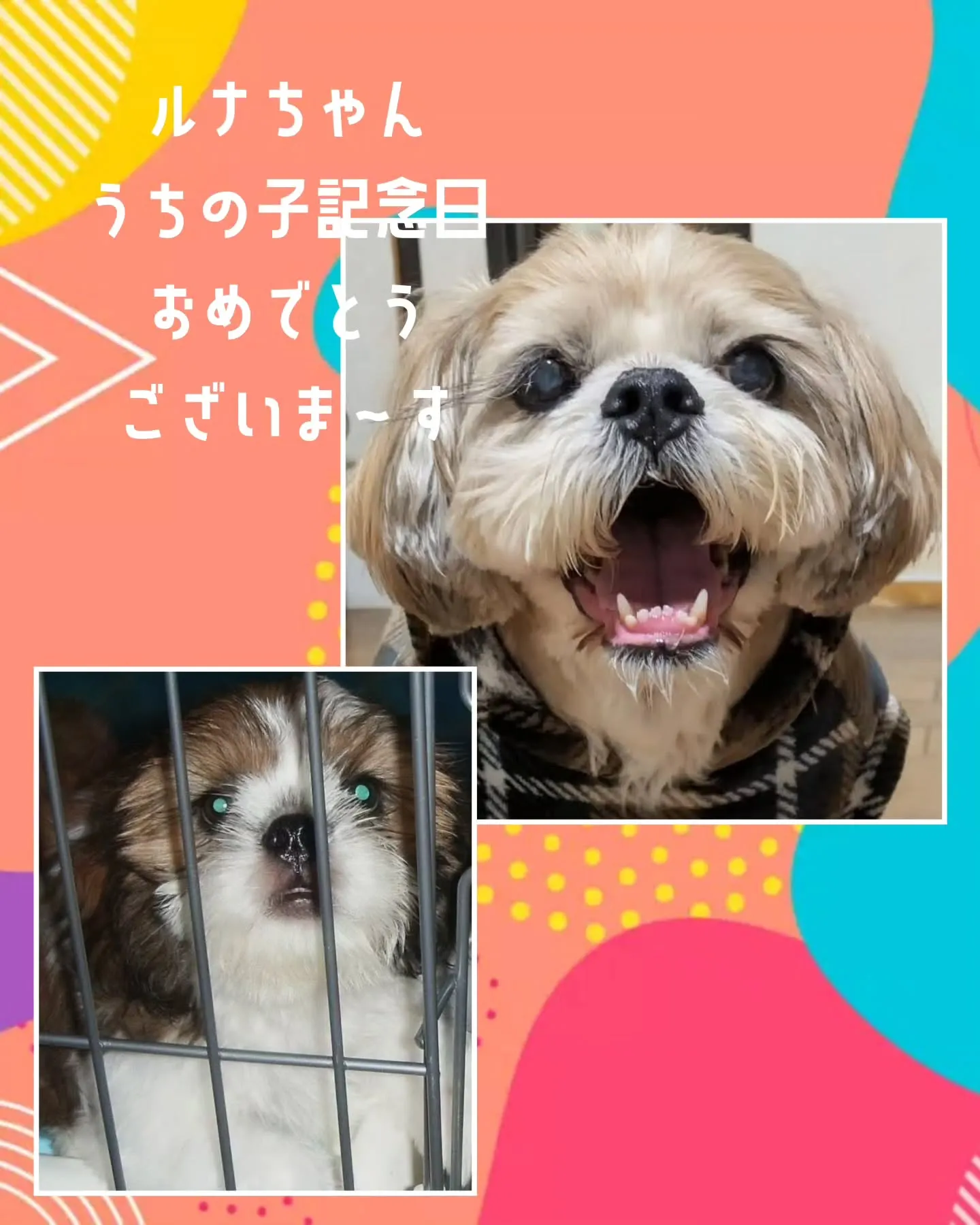7/9は、ルナちゃんの「うちの子記念日」でした。