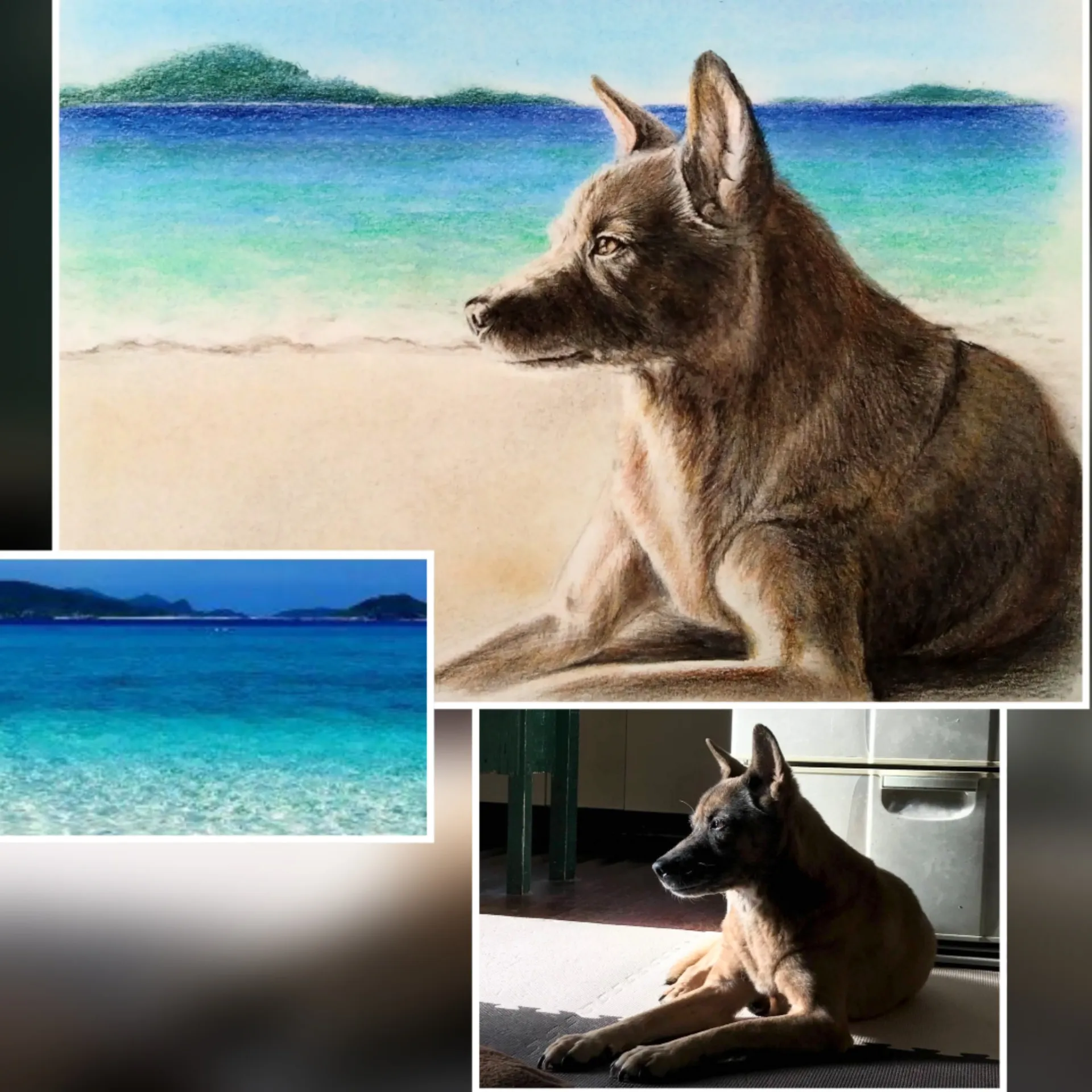 A4色鉛筆画　海の背景に逆光のワンちゃんのご依頼