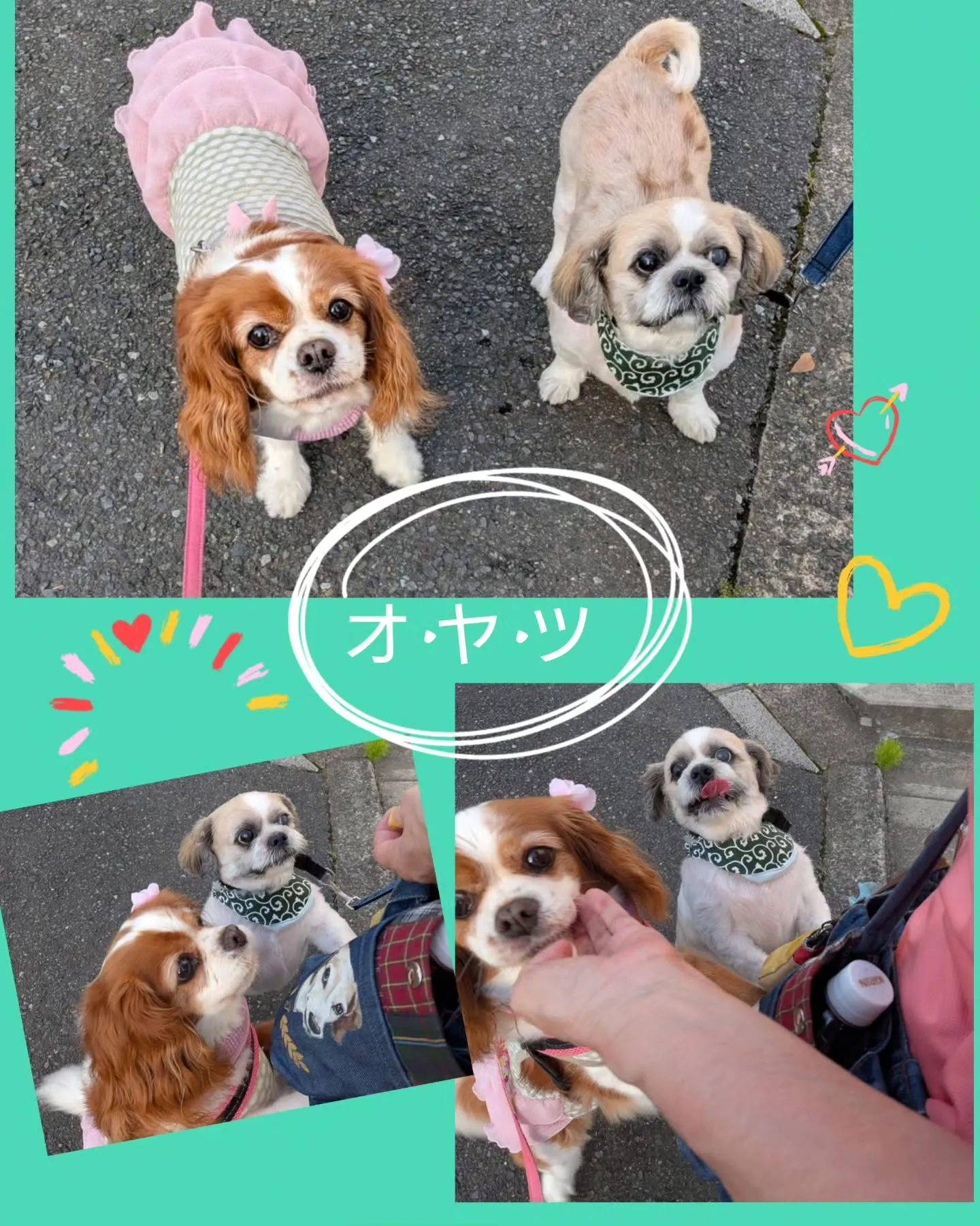 クッキーくん 三泊四日の我が家でのお留守番も、今朝終了…ちょ...