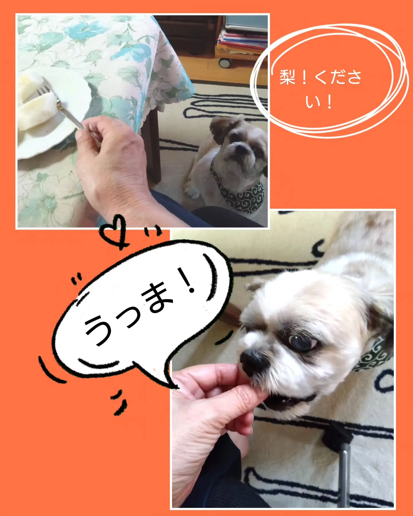 クッキーくん 三泊四日の我が家でのお留守番も、今朝終了…ちょ...