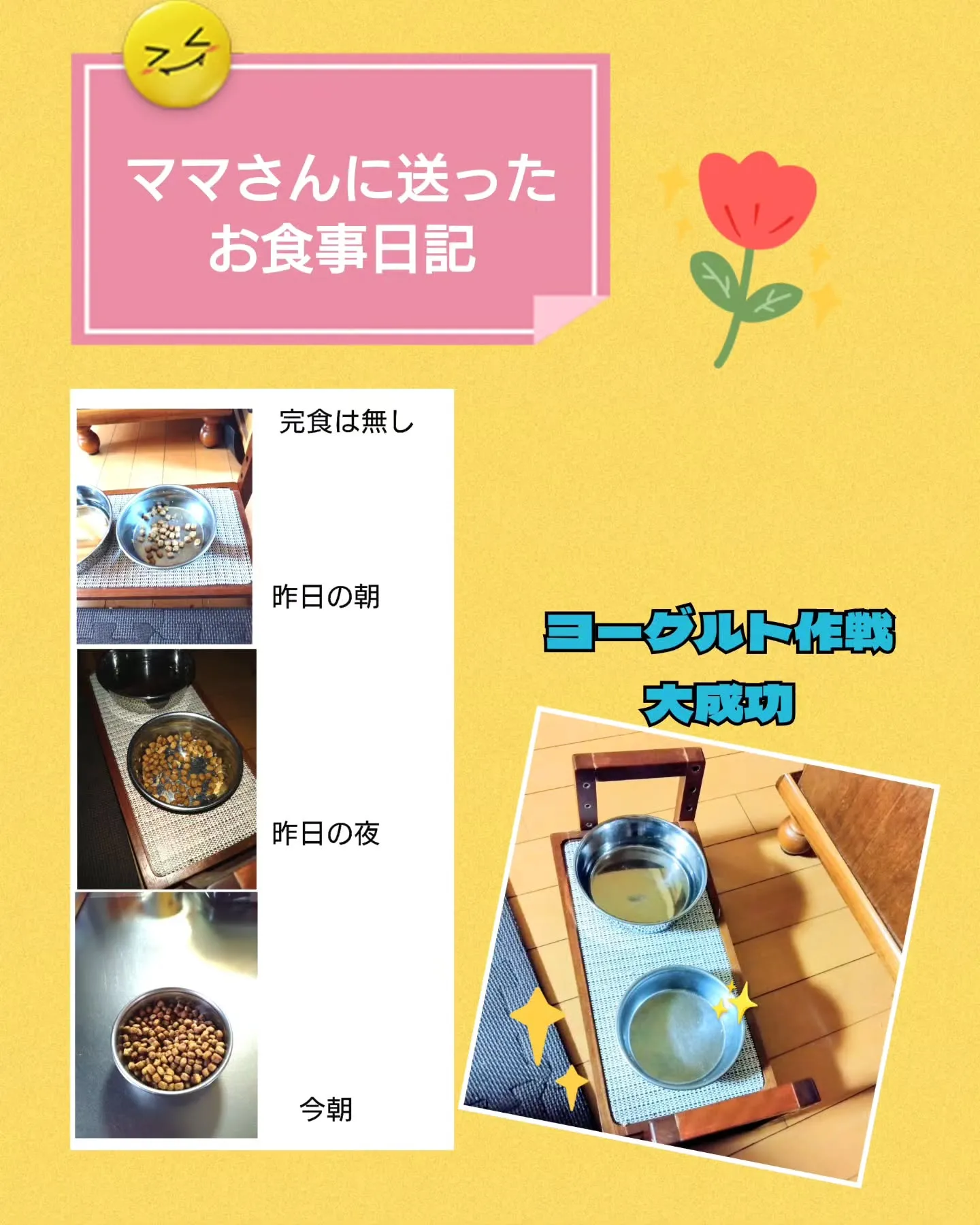 クッキーくん 三泊四日の我が家でのお留守番も、今朝終了…ちょ...