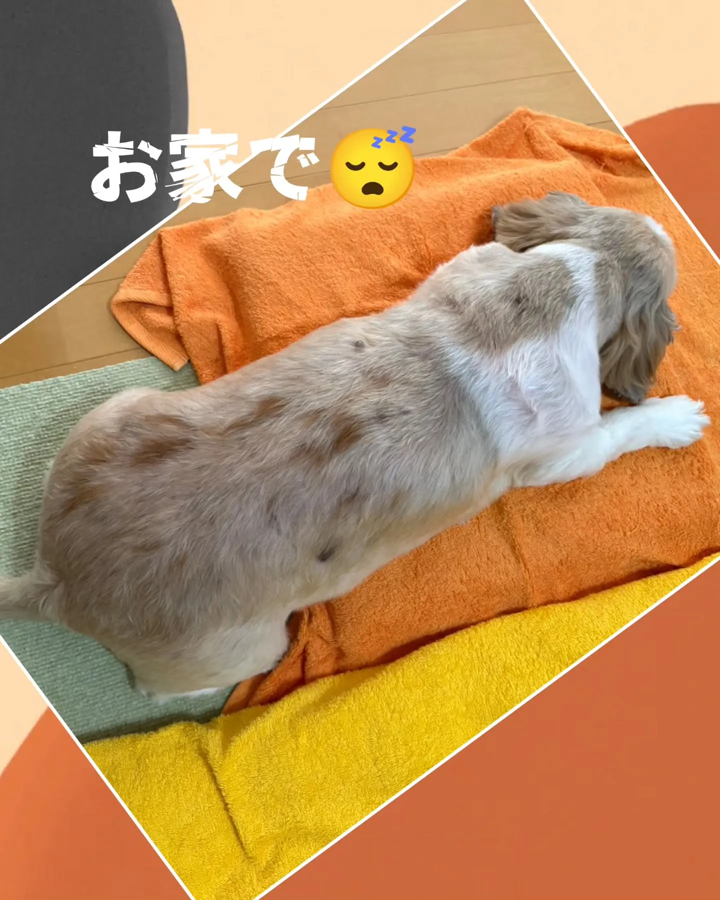 クッキーくん 三泊四日の我が家でのお留守番も、今朝終了…ちょ...