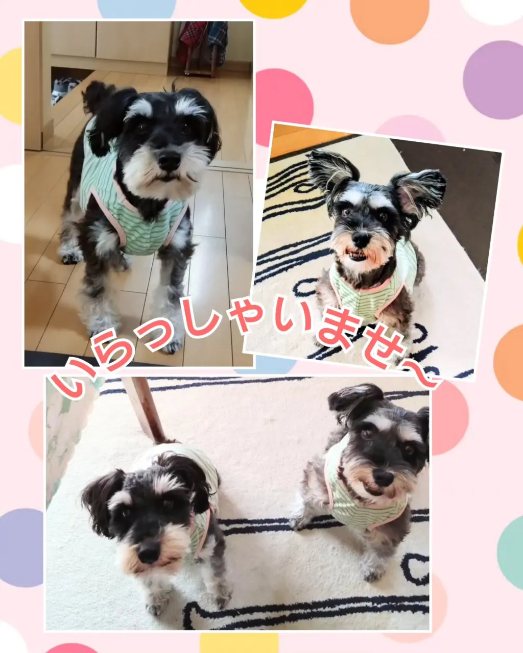 先週末のお預かり〜