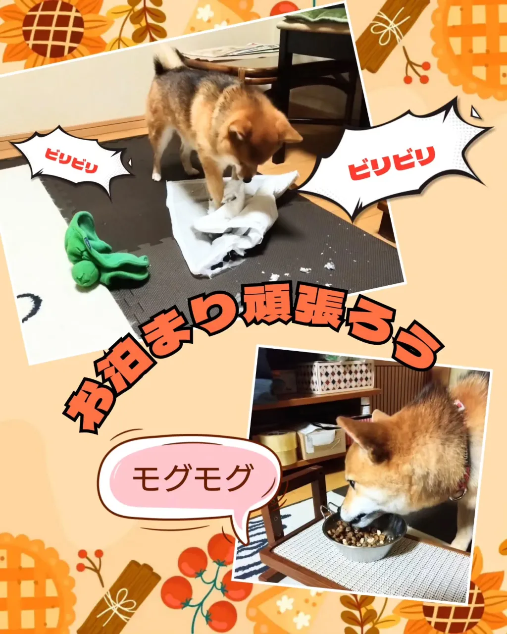 先週末のお預かり〜