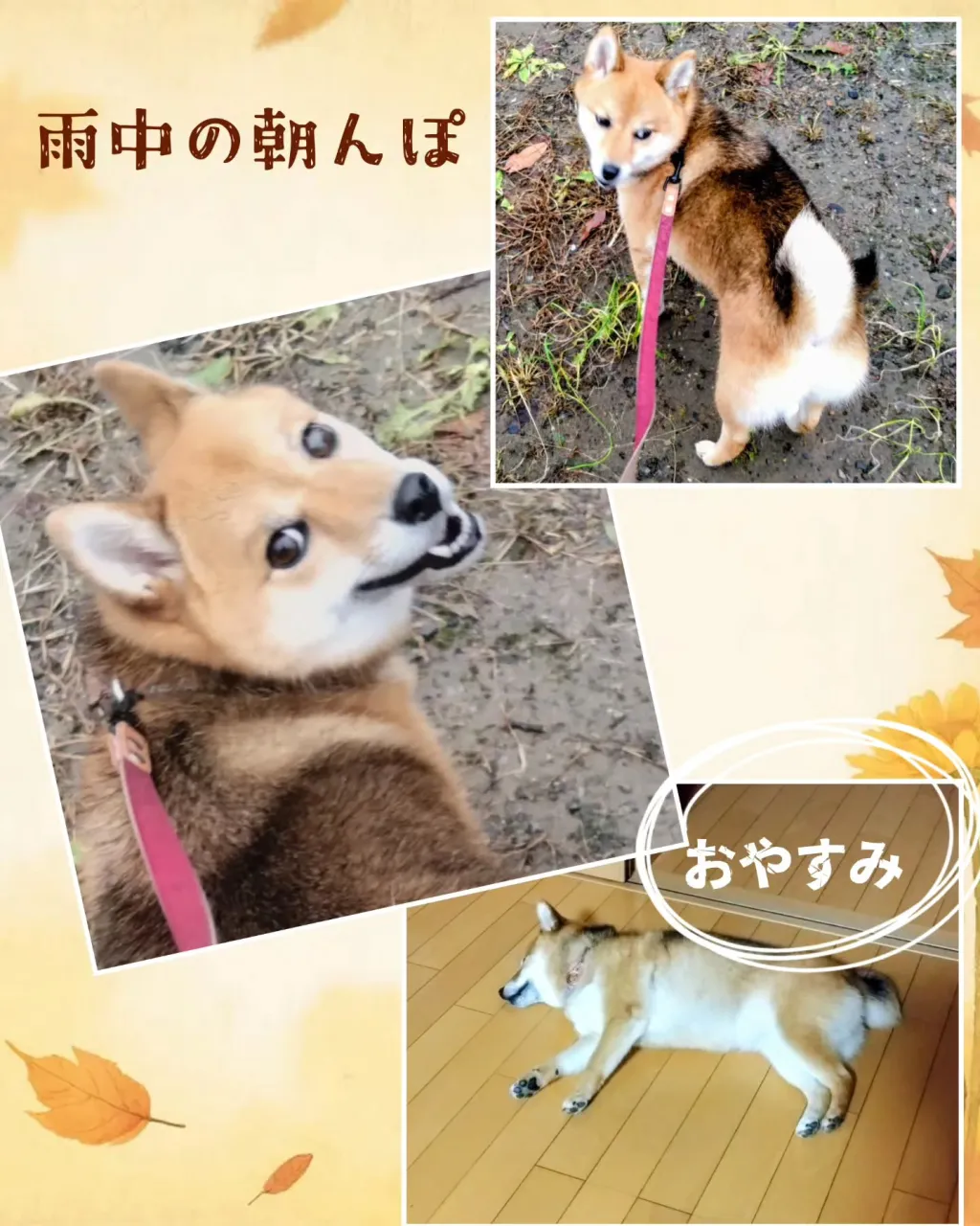 先週末のお預かり〜