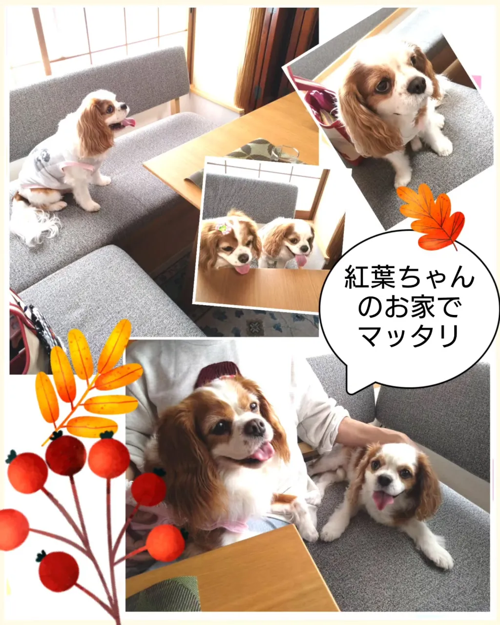 日付変わっちゃったので昨日…紅葉ちゃんのお家の近くにあるワン...
