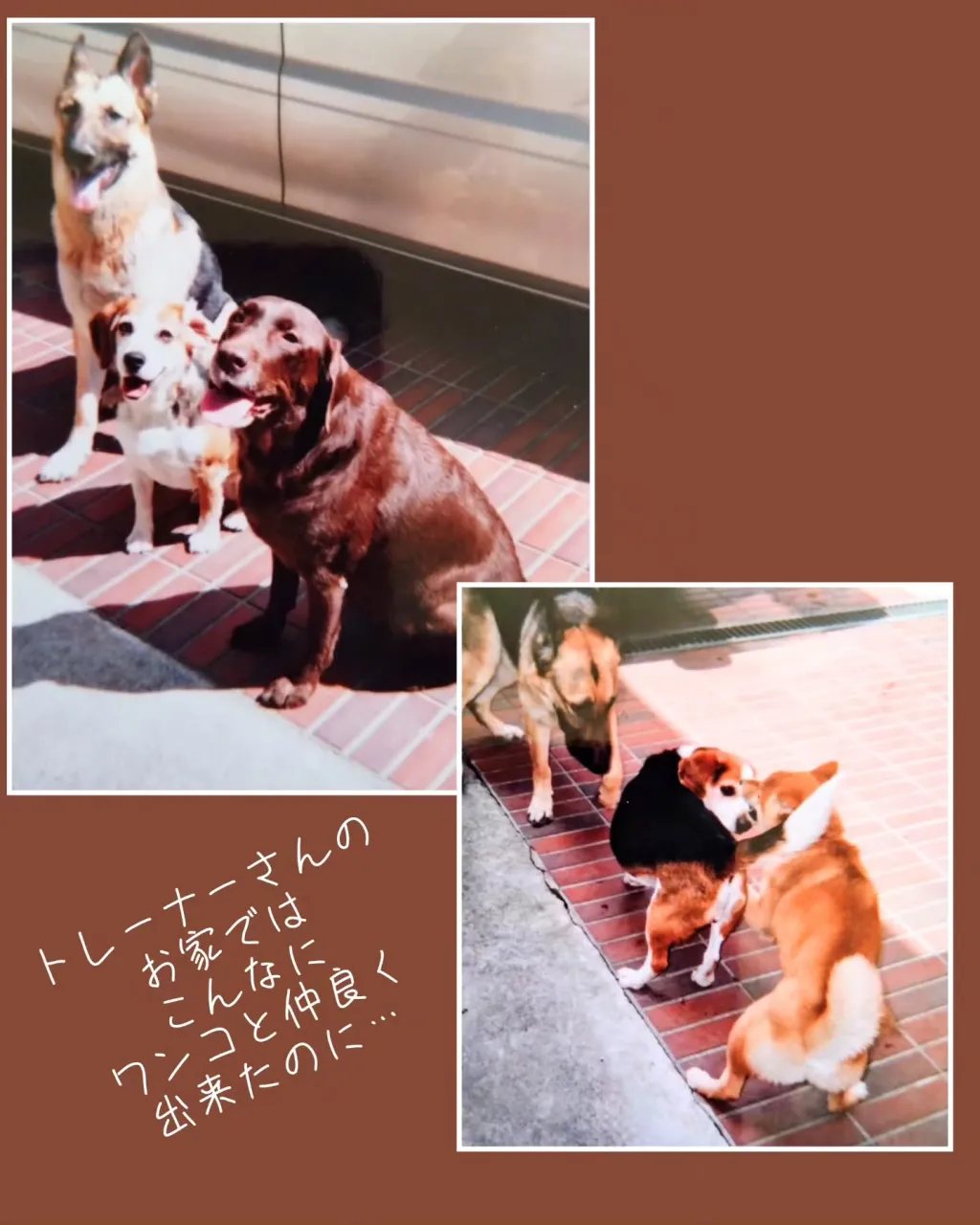 今日はルナの命日
