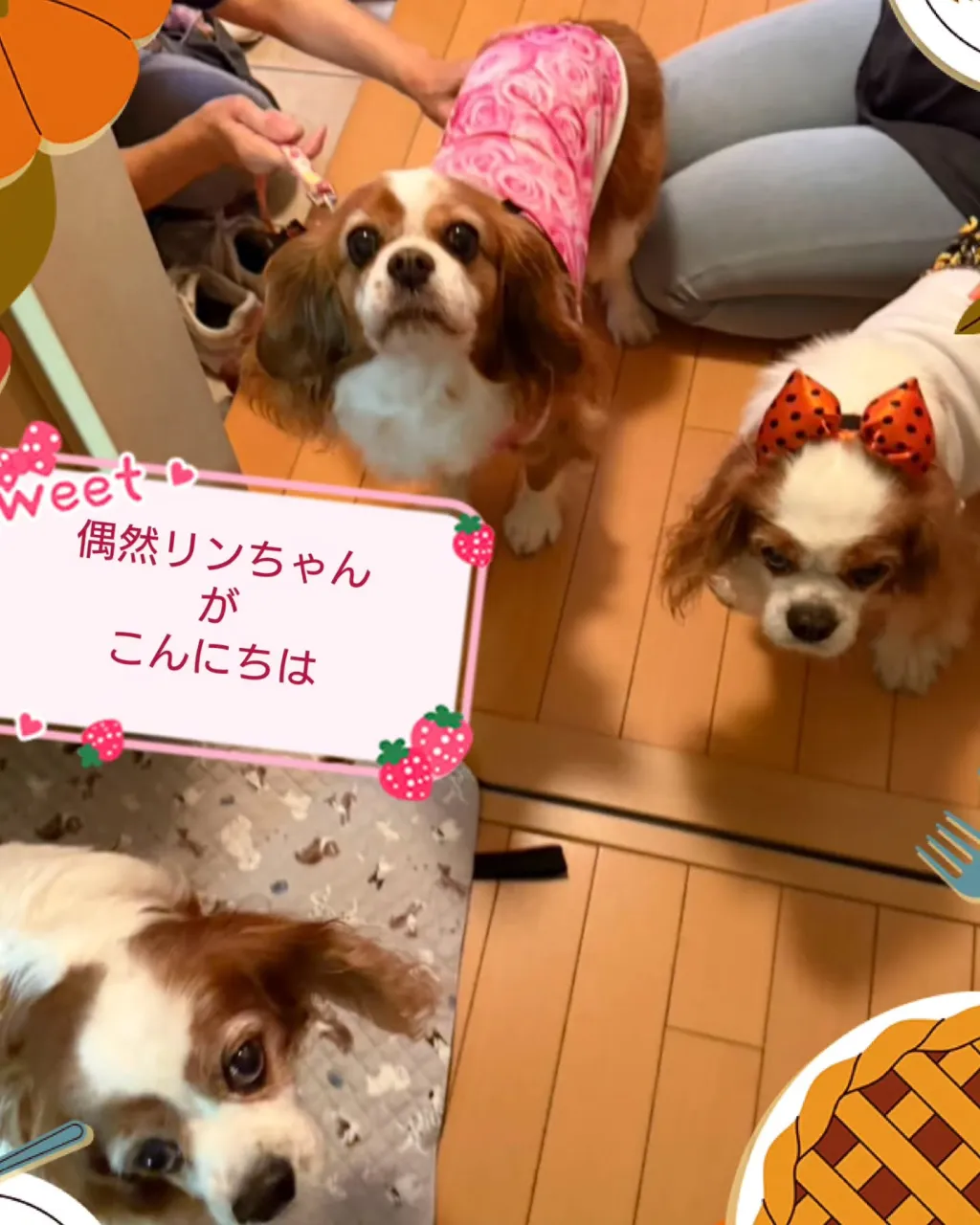 昨日は我が家にキャバちゃん２人がやって来た〜〜〜😄💕💕💕