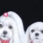 オーダーメイド