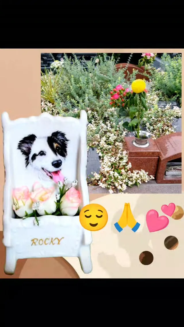 今日はロッキーの命日　2019/9/23ワンコ友達と公園で遊...